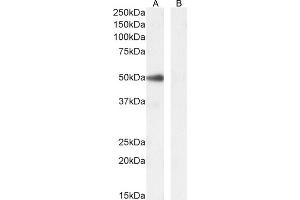 (ABIN5539901) (0. (PAX1 抗体  (AA 318-329))
