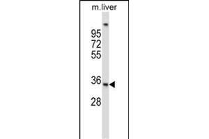 UPRT Antibody (C-term) (ABIN657295 and ABIN2846381) western blot analysis in mouse liver tissue lysates (35 μg/lane). (UPRT 抗体  (C-Term))