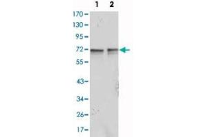 Western blot analysis using FMR1 monoclonal antibody, clone 4G9  against Jurkat (1) and K-562 (2) cell lysate.