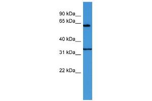 WB Suggested Anti-ENOX2 Antibody Titration: 0. (ENOX2 抗体  (N-Term))