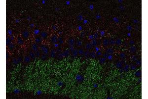 Immunohistochemistry (Paraffin-embedded Sections) (IHC (p)) image for anti-Solute Carrier Family 30 (Zinc Transporter), Member 3 (Slc30a3) (AA 2-75) antibody (ABIN1742411)