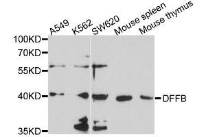 Western blot analysis of extracts of various cells, using DFFB antibody. (DFFB 抗体)