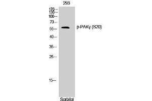 Western Blotting (WB) image for anti-P21-Activated Kinase 2 (PAK2) (pSer20) antibody (ABIN3173257) (PAK2 抗体  (pSer20))