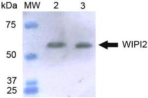 Western blot analysis of Human HeLa and 293Trap cell lysates showing detection of ~49. (WIPI2 抗体  (C-Term) (PerCP))
