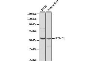 Western Blotting (WB) image for anti-LETM1 Domain Containing 1 (LETMD1) (AA 161-360) antibody (ABIN3023041)