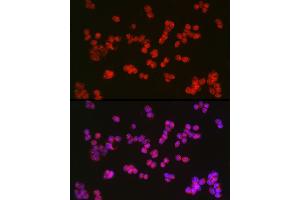 Immunofluorescence (IF) image for anti-Tet Methylcytosine Dioxygenase 2 (TET2) (AA 1833-2002) antibody (ABIN6149017)