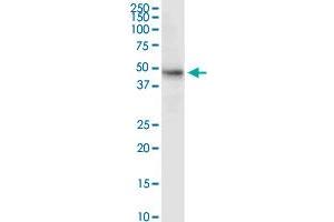 MDM4 MaxPab rabbit polyclonal antibody. (MDM4-binding Protein 抗体  (AA 1-490))