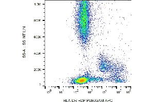 Flow cytometry analysis (surface staining) of human peripheral blood with anti-HLA-DR+DP (HL-38) PE.