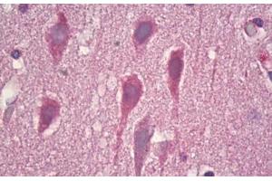 Anti-GRM8 / MGLUR8 antibody IHC staining of human brain, cortex neurons. (GRM8 抗体  (AA 841-890))