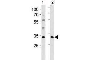 Caspase-9 antibody western blot analysis in 1) human HeLa and 2) mouse L929 lysate (Caspase 9 抗体  (AA 183-211))