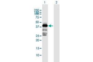 Western Blot analysis of MAGEA3 expression in transfected 293T cell line by MAGEA3 MaxPab polyclonal antibody. (MAGEA3 抗体  (AA 1-314))