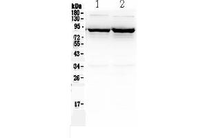 Western blot analysis of SLC6A1 using anti-SLC6A1 antibody . (SLC6A1 抗体  (N-Term))