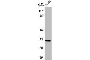 Western Blot analysis of 293 cells using ANT3 Polyclonal Antibody (SLC25A6 抗体  (Internal Region))