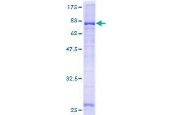 CYP2W1 Protein (AA 1-434) (GST tag)