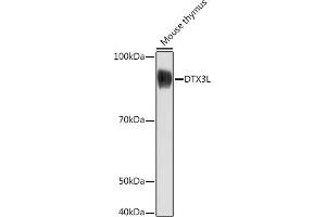 Western blot analysis of extracts of Mouse thymus, using DTX3L Rabbit pAb (ABIN7266728) at 1:1000 dilution. (DTX3L 抗体)