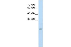 ALDH4A1 antibody used at 2. (ALDH4A1 抗体  (N-Term))