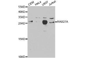 Western Blotting (WB) image for anti-RAB27A, Member RAS Oncogene Family (RAB27A) antibody (ABIN1874505) (RAB27A 抗体)
