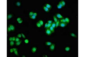 Immunofluorescent analysis of HepG2 cells using ABIN7150156 at dilution of 1:100 and Alexa Fluor 488-congugated AffiniPure Goat Anti-Rabbit IgG(H+L) (APOBEC3F 抗体  (AA 139-287))