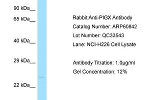 Western Blotting (WB) image for anti-Phosphatidylinositol Glycan Anchor Biosynthesis, Class X (PIGX) (C-Term) antibody (ABIN2788605) (PIGX 抗体  (C-Term))
