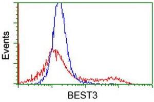 HEK293T cells transfected with either RC218436 overexpress plasmid (Red) or empty vector control plasmid (Blue) were immunostained by anti-BEST3 antibody (ABIN2453885), and then analyzed by flow cytometry. (Bestrophin 3 抗体)