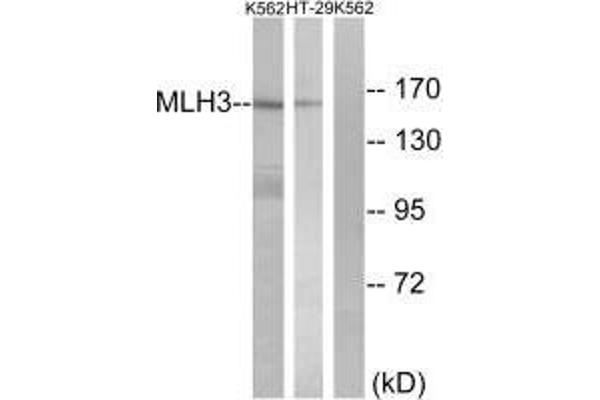 MLH3 抗体