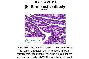 Image no. 1 for anti-Oviductal Glycoprotein 1 (OVGP1) (N-Term) antibody (ABIN1737715) (OVGP1 抗体  (N-Term))