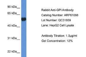 Western Blotting (WB) image for anti-Glucose-6-Phosphate Isomerase (GPI) (C-Term) antibody (ABIN2788668) (GPI 抗体  (C-Term))