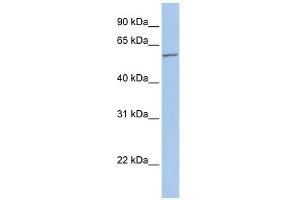FMO5 antibody used at 1 ug/ml to detect target protein.