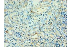 Immunohistochemistry (IHC) image for anti-Angiotensinogen (serpin Peptidase Inhibitor, Clade A, Member 8) (AGT) (AA 35-285) antibody (ABIN7144130)
