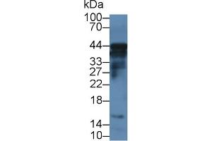 Detection of CASP12 in Rat Lung lysate using Polyclonal Antibody to Caspase 12 (CASP12)