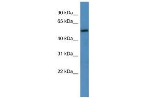 WB Suggested Anti-TM9SF1 Antibody Titration: 0. (TM9SF1 抗体  (C-Term))