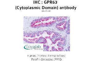Image no. 1 for anti-G Protein-Coupled Receptor 63 (GPR63) (1st Cytoplasmic Domain) antibody (ABIN1735140) (GPR63 抗体  (1st Cytoplasmic Domain))