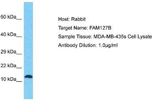 Host: Rabbit Target Name: FAM127B Sample Tissue: Human MDA-MB-435s Whole Cell Antibody Dilution: 1ug/ml (FAM127B 抗体  (N-Term))