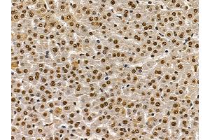 Grp75 Mouse Monoclonal Antibody at 1/100 staining rat skin tissue by IHC-P.