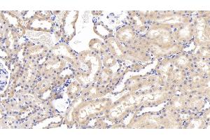 Detection of GRN in Rat Kidney Tissue using Polyclonal Antibody to Granulin (GRN) (Granulin 抗体  (AA 44-255))