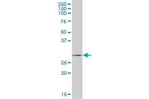 Western Blotting (WB) image for anti-Secretagogin, EF-Hand Calcium Binding Protein (SCGN) (AA 1-276) antibody (ABIN524016)