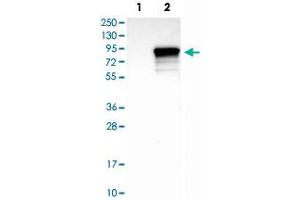 Western Blot analysis of Lane 1: negative control (vector only transfected HEK293T cell lysate) and Lane 2: over-expression lysate (co-expressed with a C-terminal myc-DDK tag in mammalian HEK293T cells) with SYVN1 polyclonal antibody . (SYVN1 抗体)