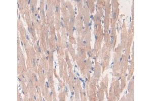 IHC-P analysis of Rat Tissue, with DAB staining. (LEFTY2 抗体  (AA 245-356))