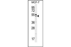 Western blot analysis of QTRTD1 Antibody (C-term) in MCF-7 cell line lysates (35ug/lane). (QTRTD1 抗体  (C-Term))