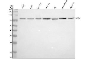 Western blot analysis of KIF3A using anti-KIF3A antibody (ABIN3043279).