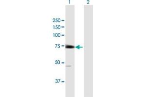 Western Blot analysis of EIF2D expression in transfected 293T cell line by EIF2D MaxPab polyclonal antibody. (EIF2D 抗体  (AA 1-584))