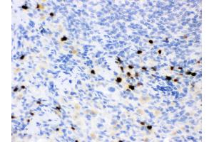 Anti- Lipocalin 2 Picoband antibody, IHC(P) IHC(P): Rat Spleen Tissue (Lipocalin 2 抗体  (AA 21-198))