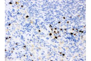 Anti- Lipocalin 2 Picoband antibody, IHC(P) IHC(P): Rat Spleen Tissue (Lipocalin 2 抗体  (AA 21-198))