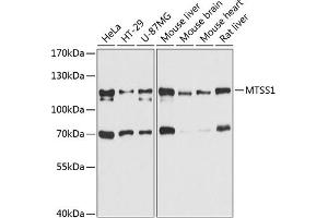 Western blot analysis of extracts of various cell lines, using MTSS1 antibody (ABIN6129051, ABIN6144182, ABIN6144183 and ABIN6215391) at 1:3000 dilution. (MTSS1 抗体  (AA 630-730))