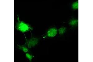 Immunofluorescence (IF) image for anti-Doublecortin (DCX) antibody (ABIN1497783) (Doublecortin 抗体)