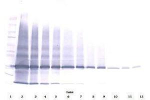 Image no. 2 for anti-Interleukin 25 (IL25) antibody (ABIN465526) (IL-25 抗体)