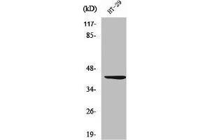 Western Blot analysis of HT29 cells using Wnt-1 Polyclonal Antibody (WNT1 抗体  (C-Term))