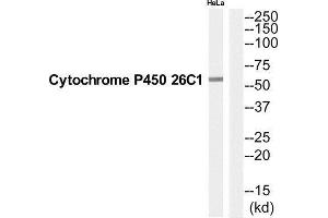 Western Blotting (WB) image for anti-Cytochrome P450, Family 26, Subfamily C, Polypeptide 1 (CYP26C1) (C-Term) antibody (ABIN1852632) (CYP26C1 抗体  (C-Term))