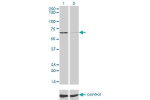 Western Blotting (WB) image for anti-Seryl-tRNA Synthetase (SARS) (AA 1-514) antibody (ABIN562797)