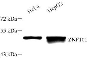 Western blot analysis of ZNF101 (ABIN7076259) at dilution of 1: 1000 (ZNF101 抗体)